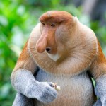 animals-of-the-mangroves_1