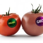 gmo image